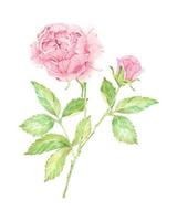 aquarela lindo buquê de ramo de flor rosa inglesa isolado no fundo branco vetor