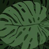 aroids monstera folha de fundo vector design.