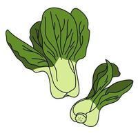 repolho bok choy, um vegetal verde saudável com folhas suculentas vetor