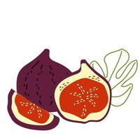frutas exóticas figos inteiros e fatias vetor