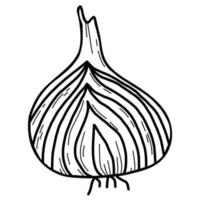 cebola. vegetal. ilustração vetorial. desenho de mão linear vetor