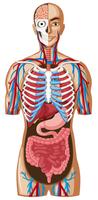 Anatomia humana com diferentes sistemas