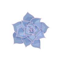 mão desenhada suculenta roxa fofa em estilo plano. esboço gráfico casa flor echeveria lilacina. logotipo e ícone para impressão e design. ilustração vetorial, elementos de cor isolados no fundo branco. vetor