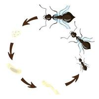 ciclo de vida da formiga isolado no fundo branco. estágio de desenvolvimento das formigas larva, pupa, ovo, rainha, macho e operária. vetor