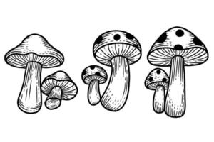 definir comida saudável de cogumelo gravada ilustração de contorno desenhado à mão vetor