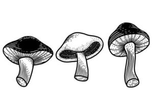 definir comida saudável de cogumelo gravada ilustração de contorno desenhado à mão vetor