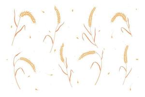 conjunto de trigo seco ou orelhas de grãos de centeio estilo plano design ilustração vetorial. vetor