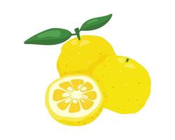 yuzu japonês citron fruta ilustração vetorial isolado no fundo branco. vetor