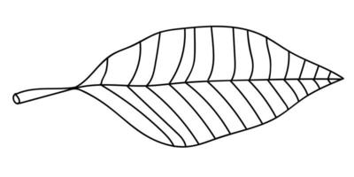 folha de palmeira doodle linear dos desenhos animados isolada no fundo branco. vetor