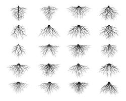 coleção raízes negras. ilustração de contorno vetorial e imagens da natureza. vetor
