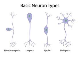 tipos de neurônios isolados no fundo branco em estilo cartoon vetor