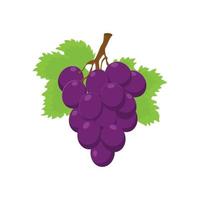 vetor de uma fruta de uvas