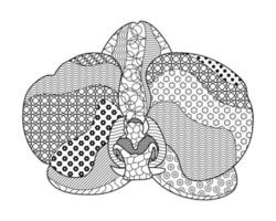ilustração vetorial, orquídea padrão. livro para colorir de rabiscos, fundos abstratos vetor