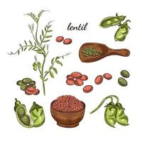 ilustração desenhada à mão de planta de lentilha. vetor