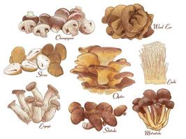 conjunto de grupo de cogumelos comestíveis. fundo, aquarela vintage. ilustração vetorial com texto vetor