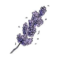 mão desenhada ramo de lavanda vetor isolado no fundo branco. modelo para cartão de felicitações. ilustração botânica fofa para convites de casamento, impressão, web, design, decoração.