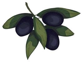 ilustração em vetor de ramo de oliveira. colorido mão desenhada eco comida clipart isolado no fundo branco.