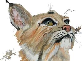 ilustração de aquarela de retrato de lince vetor