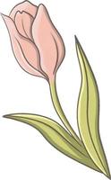 ilustração de flor de tulipa rosa fofa vetor