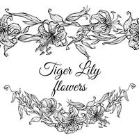Beira do teste padrão do lírio de tigre e festão das flores. Coloração vetor