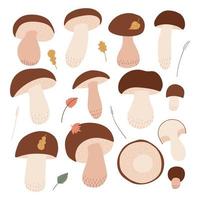 ilustração vetorial apenas de cogumelos porcini em fundo branco. cogumelo bolutus - grande e pequeno, inteiro e cortado. elementos de design floral plano botânico. vetor