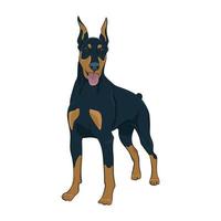 doberman pinscher permanente isolado no fundo branco. vetor