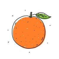 fruta laranja isolada no fundo branco. cítrico fresco. ilustração vetorial desenhada à mão em estilo doodle. perfeito para cartões, logotipo, decorações, receitas, vários designs. vetor