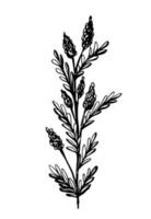 desenho vetorial de contorno preto simples. flor do campo, ramo, inflorescência. vegetação e natureza. vetor