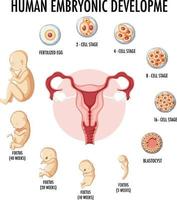 desenvolvimento embrionário humano em infográfico humano vetor