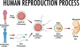 diagrama mostrando o processo de reprodução humana vetor