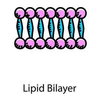 célula humana, ícone de doodle de bicamada lipídica vetor