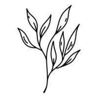 ícone de vetor de ramo de louro. mão desenhada ilustração isolada no fundo branco. planta mediterrânea com folhagem perfumada. esboço botânico, esboço. símbolo da paz, vitória, sucesso