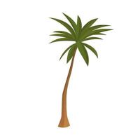 palmeira verde alta realista isolada no fundo branco - vetor