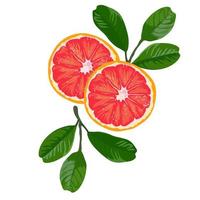 ilustração das ações em vetor laranja vermelho. grandes frutas cítricas sangue moro, sanguinelli, tarocco. um pôster para um rótulo de coquetel. Isolado em um fundo branco.