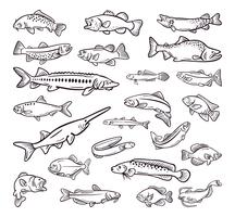 tipo de frutos do mar, peixe do mar mão desenhada coleção vetor