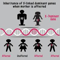 herança genética cromossômica ligada ao x vetor