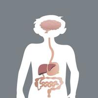 órgãos básicos do sistema digestivo infantil vetor