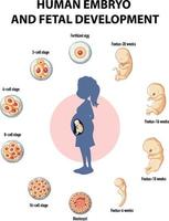 desenvolvimento embrionário humano em infográfico humano vetor