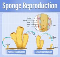 diagrama mostrando a reprodução em esponjas vetor