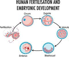 fertilização humana e desenvolvimento embrionário em infográfico humano vetor