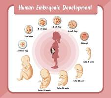 desenvolvimento embrionário humano em infográfico humano vetor