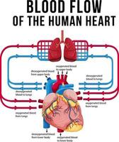 diagrama mostrando o fluxo sanguíneo do coração humano