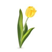 tulipa amarela realista com folhas verdes, isoladas no fundo branco vetor