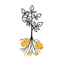 planta de batata com folhas verdes. vegetal cru. produto agrícola orgânico. ilustração vetorial em estilo doodle. vetor