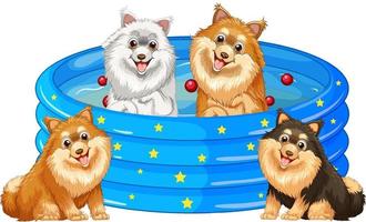 quatro cachorros brincando na piscina vetor