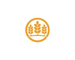 Logotipos de trigo de agricultura vetor