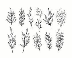 ramos e folhas do vetor. mão desenhada elementos florais. ilustrações botânicas vintage. vetor
