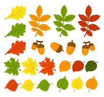 um conjunto de folhas de outono e bolotas em um tema de outono. as folhas são carvalho, bétula, álamo tremedor, bordo. espaço para copiar. aplicável para impressão, cartazes, cartões postais, sites. ilustração vetorial. vetor