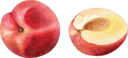 conjunto de frutas de pêssego vermelho. ilustração em aquarela. vetor