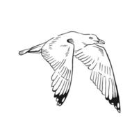 esboço de gaivotas a voar. mão desenhada ilustração convertida em vetor. estilo de arte de linha isolado no fundo branco. vetor